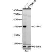 Western blot analysis of lysates from wild type (WT) and GPR68 knockout (KO) 293T cells, using [KO Validated] GPR68 Antibody at 1/1000 dilution. Secondary antibody: HRP-conjugated Goat anti-Rabbit IgG (H+L) at 1/10000 dilution. Lysates/proteins: 25 µg per lane. Blocking buffer: 3% nonfat dry milk in TBST. Exposure time: 30s.