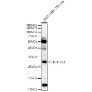 Western blot analysis of lysates from wild type (WT) and 293T cells transfected with HSD17B3 using HSD17B3 Antibody at 1/2500 dilution. Secondary antibody: HRP-conjugated Goat anti-Rabbit IgG (H+L) at 1/10000 dilution. Lysates/proteins: 25 µg per lane. Blocking buffer: 3% nonfat dry milk in TBST. Exposure time: 90s.