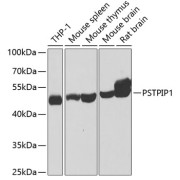 Western blot analysis of various lysates using PSTPIP1 Antibody at 1/1000 dilution. Secondary antibody: HRP-conjugated Goat anti-Rabbit IgG (H+L) at 1/10000 dilution. Lysates/proteins: 25 µg per lane. Blocking buffer: 3% nonfat dry milk in TBST. Exposure time: 40s.