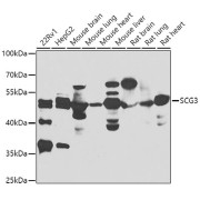 Western blot analysis of various lysates using SCG3 Antibody at 1/1000 dilution. Secondary antibody: HRP-conjugated Goat anti-Rabbit IgG (H+L) at 1/10000 dilution. Lysates/proteins: 25 µg per lane. Blocking buffer: 3% nonfat dry milk in TBST.