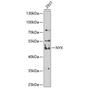 Western blot analysis of lysates from 293T cells, using NYX Antibody at 1/1000 dilution. Secondary antibody: HRP-conjugated Goat anti-Rabbit IgG (H+L) at 1/10000 dilution. Lysates/proteins: 25 µg per lane. Blocking buffer: 3% nonfat dry milk in TBST. Exposure time: 90s.
