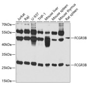 abx006572