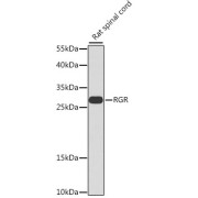 Western blot analysis of lysates from rat spinal cord, using RGR Antibody at 1/1000 dilution. Secondary antibody: HRP-conjugated Goat anti-Rabbit IgG (H+L) at 1/10000 dilution. Lysates/proteins: 25 µg per lane. Blocking buffer: 3% nonfat dry milk in TBST. Exposure time: 90s.