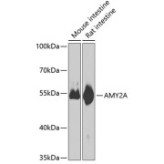 abx006599