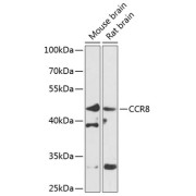 abx006600
