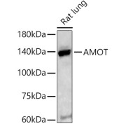 abx006609