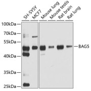 abx006615