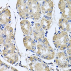 BAG Family Molecular Chaperone Regulator 5 (BAG5) Antibody