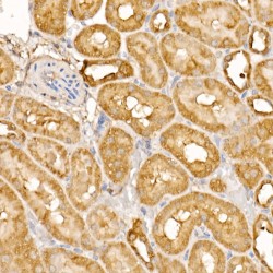 Butyrophilin-Like Protein 2 (BTNL2) Antibody