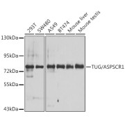 Western blot analysis of various lysates using TUG/ASPSCR1 Antibody at 1/1000 dilution. Secondary antibody: HRP-conjugated Goat anti-Rabbit IgG (H+L) at 1/10000 dilution. Lysates/proteins: 25 µg per lane. Blocking buffer: 3% nonfat dry milk in TBST. Exposure time: 30s.