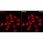 Western blot analysis of lysates from Mouse brain using SNX32 Antibody at 1/3000 dilution. Secondary antibody: HRP-conjugated Goat anti-Rabbit IgG (H+L) at 1/10000 dilution. Lysates/proteins: 25 µg per lane. Blocking buffer: 3% nonfat dry milk in TBST. Exposure time: 180s.