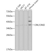 abx006690