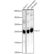 abx006706