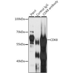 Cyclin-Dependent Kinase 8 (CDK8) Antibody