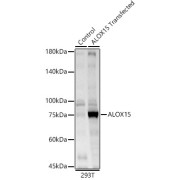 abx006843
