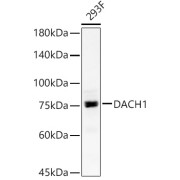 Western blot analysis of lysates from 293F cells, using DACH1 Antibody at 1/900 dilution. Secondary antibody: HRP-conjugated Goat anti-Rabbit IgG (H+L) at 1/10000 dilution. Lysates/proteins: 25 µg per lane. Blocking buffer: 3% nonfat dry milk in TBST. Exposure time: 30s.