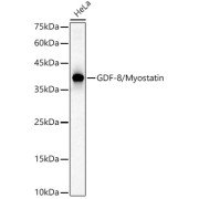 Western blot analysis of lysates from HeLa cells, using GDF-8/Myostatin Antibody at 1/500 dilution. Secondary antibody: HRP-conjugated Goat anti-Rabbit IgG (H+L) at 1/10000 dilution. Lysates/proteins: 25 µg per lane. Blocking buffer: 3% nonfat dry milk in TBST. Exposure time: 60s.