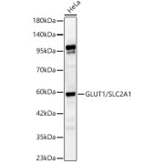 Western blot analysis of lysates from HeLa cells, using GLUT1/SLC2A1 Antibody at 1/2000 dilution. Secondary antibody: HRP-conjugated Goat anti-Rabbit IgG (H+L) at 1/10000 dilution. Lysates/proteins: 25 µg per lane. Blocking buffer: 3% nonfat dry milk in TBST. Exposure time: 60s.