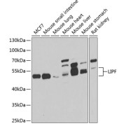 Western blot analysis of various lysates using LIPF Antibody at 1/1000 dilution. Secondary antibody: HRP-conjugated Goat anti-Rabbit IgG (H+L) at 1/10000 dilution. Lysates/proteins: 25 µg per lane. Blocking buffer: 3% nonfat dry milk in TBST. Exposure time: 10s.