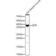 Western blot analysis of lysates from Rat skeletal muscle, using GITR Ligand/TNFSF18 Antibody at 1/2000 dilution. Secondary antibody: HRP-conjugated Goat anti-Rabbit IgG (H+L) at 1/10000 dilution. Lysates/proteins: 25 µg per lane. Blocking buffer: 3% nonfat dry milk in TBST. Exposure time: 60s.