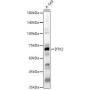 Western blot analysis of lysates from A-549 cells, using DTX2 Antibody at 1/400 dilution. Secondary antibody: HRP-conjugated Goat anti-Rabbit IgG (H+L) at 1/10000 dilution. Lysates/proteins: 25 µg per lane. Blocking buffer: 3% nonfat dry milk in TBST. Exposure time: 180s.
