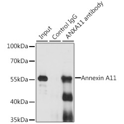Annexin A11 (ANXA11) Antibody