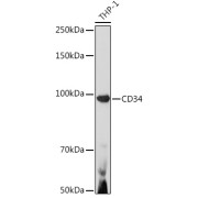 abx006947
