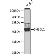 Western blot analysis of lysates from COS-7 cells, using SH3GL1 Antibody at 1/1000 dilution. Secondary antibody: HRP-conjugated Goat anti-Rabbit IgG (H+L) at 1/10000 dilution. Lysates/proteins: 25 µg per lane. Blocking buffer: 3% nonfat dry milk in TBST. Exposure time: 60s.