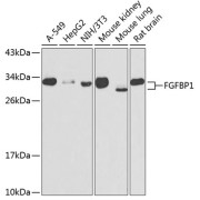 Western blot analysis of various lysates using FGFBP1 Antibody at 1/1000 dilution. Secondary antibody: HRP-conjugated Goat anti-Rabbit IgG (H+L) at 1/10000 dilution. Lysates/proteins: 25 µg per lane. Blocking buffer: 3% nonfat dry milk in TBST. Exposure time: 30s.