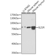 abx006974