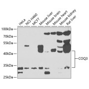 Western blot analysis of various lysates using COQ3 Antibody at 1/1000 dilution. Secondary antibody: HRP-conjugated Goat anti-Rabbit IgG (H+L) at 1/10000 dilution. Lysates/proteins: 25 µg per lane. Blocking buffer: 3% nonfat dry milk in TBST. Exposure time: 90s.