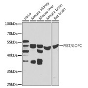 Western blot analysis of various lysates using PIST/GOPC Antibody at 1/1000 dilution. Secondary antibody: HRP-conjugated Goat anti-Rabbit IgG (H+L) at 1/10000 dilution. Lysates/proteins: 25 µg per lane. Blocking buffer: 3% nonfat dry milk in TBST. Exposure time: 30s.