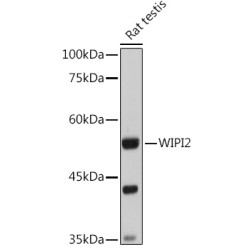 WD Repeat Domain Phosphoinositide-Interacting Protein 2 (WIPI2) Antibody