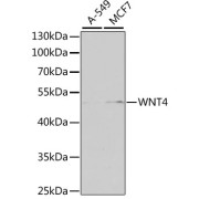 Western blot analysis of various lysates using WNT4 Antibody at 1/1000 dilution. Secondary antibody: HRP-conjugated Goat anti-Rabbit IgG (H+L) at 1/10000 dilution. Lysates/proteins: 25 µg per lane. Blocking buffer: 3% nonfat dry milk in TBST. Exposure time: 90s.