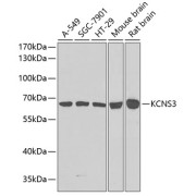 Western blot analysis of various lysates using KCNS3 Antibody at 1/1000 dilution. Secondary antibody: HRP-conjugated Goat anti-Rabbit IgG (H+L) at 1/10000 dilution. Lysates/proteins: 25 µg per lane. Blocking buffer: 3% nonfat dry milk in TBST. Exposure time: 90s.