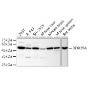 Western blot analysis of various lysates using DDX39A Antibody at 1/1000 dilution. Secondary antibody: HRP-conjugated Goat anti-Rabbit IgG (H+L) at 1/10000 dilution. Lysates/proteins: 25 µg per lane. Blocking buffer: 3% nonfat dry milk in TBST. Exposure time: 90s.