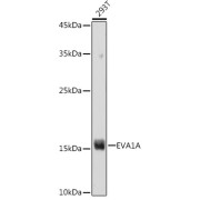 Western blot analysis of lysates from 293T cells, using EVA1A Antibody at 1/1000 dilution. Secondary antibody: HRP-conjugated Goat anti-Rabbit IgG (H+L) at 1/10000 dilution. Lysates/proteins: 25 µg per lane. Blocking buffer: 3% nonfat dry milk in TBST. Exposure time: 180s.