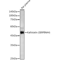 Kallistatin (SERPINA4) Antibody