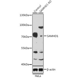 Deoxynucleoside Triphosphate Triphosphohydrolase SAMHD1 (SAMHD1) Antibody
