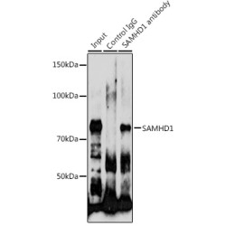 Deoxynucleoside Triphosphate Triphosphohydrolase SAMHD1 (SAMHD1) Antibody