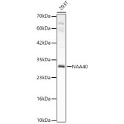 Western blot analysis of lysates from 293T cells, using NAA40 Antibody at 1/1000 dilution. Secondary antibody: HRP-conjugated Goat anti-Rabbit IgG (H+L) at 1/10000 dilution. Lysates/proteins: 25 µg per lane. Blocking buffer: 3% nonfat dry milk in TBST. Exposure time: 180s.