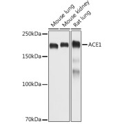 abx007261