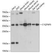 abx007297