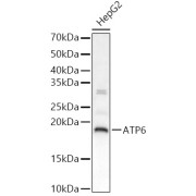 Western blot analysis of lysates from HepG2 cells, using ATP6 Antibody at 1/2000；1/2000 dilution. Secondary antibody: HRP-conjugated Goat anti-Rabbit IgG (H+L) at 1/10000 dilution. Lysates/proteins: 25 µg per lane. Blocking buffer: 3% nonfat dry milk in TBST. Exposure time: 20s.