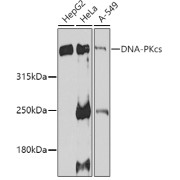 Western blot analysis of various lysates using DNA-PKcs Antibody at 1/1000 dilution. Secondary antibody: HRP-conjugated Goat anti-Rabbit IgG (H+L) at 1/10000 dilution. Lysates/proteins: 25 µg per lane. Blocking buffer: 3% nonfat dry milk in TBST. Exposure time: 90s.