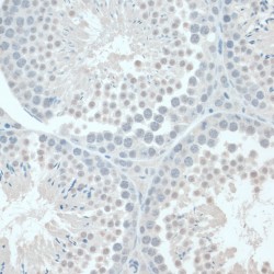 Glyceraldehyde-3-Phosphate Dehydrogenase, Spermatogenic (GAPDHS) Antibody