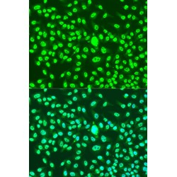 Cyclin-A2 (CCNA2) Antibody