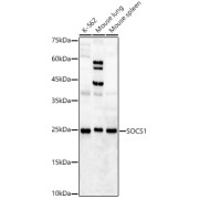 abx123037
