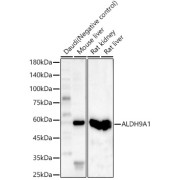 Western blot analysis of lysates from wild type (WT) and ALDH9A1 knockout (KO) 293T cells, using [KO Validated] ALDH9A1 Antibody at 1/1000 dilution. Secondary antibody: HRP-conjugated Goat anti-Rabbit IgG (H+L) at 1/10000 dilution. Lysates/proteins: 25 µg per lane. Blocking buffer: 3% nonfat dry milk in TBST. Exposure time: 5s.