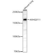 abx123059